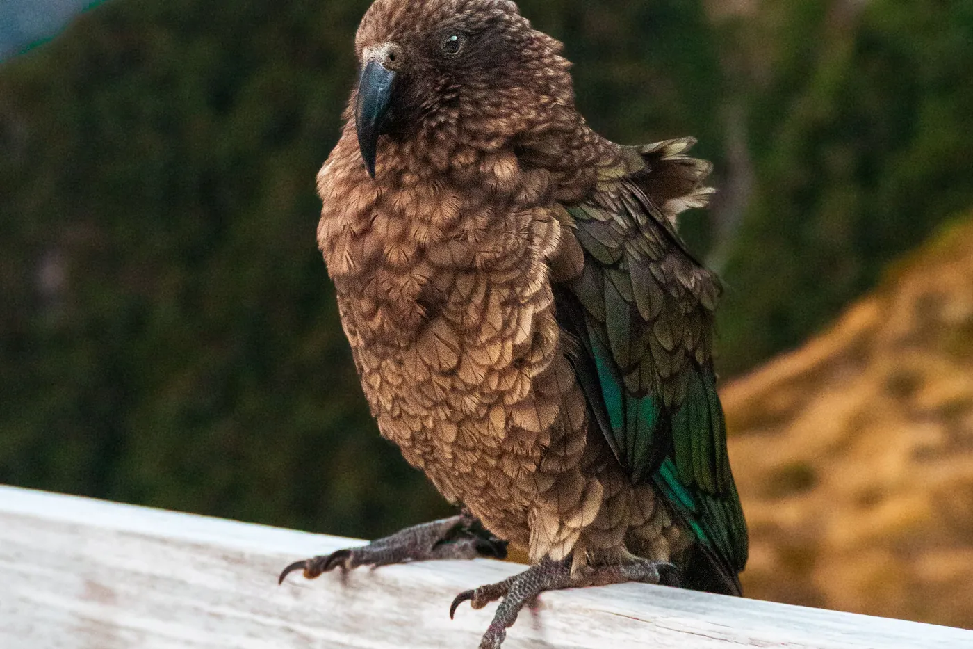 Olive-brown kea with curved grey beak perched on a weathered white railing, blurred green and golden mountain slopes behind