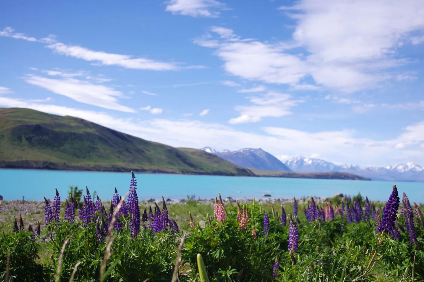 Altramuces morados y rosas en primer plano, un lago turquesa, una colina verde y cumbres nevadas a lo lejos bajo un cielo azul con nubes ligeras